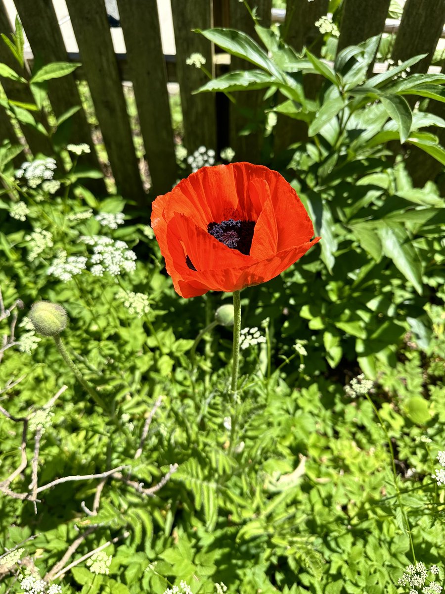 Amberley Felter tweet media