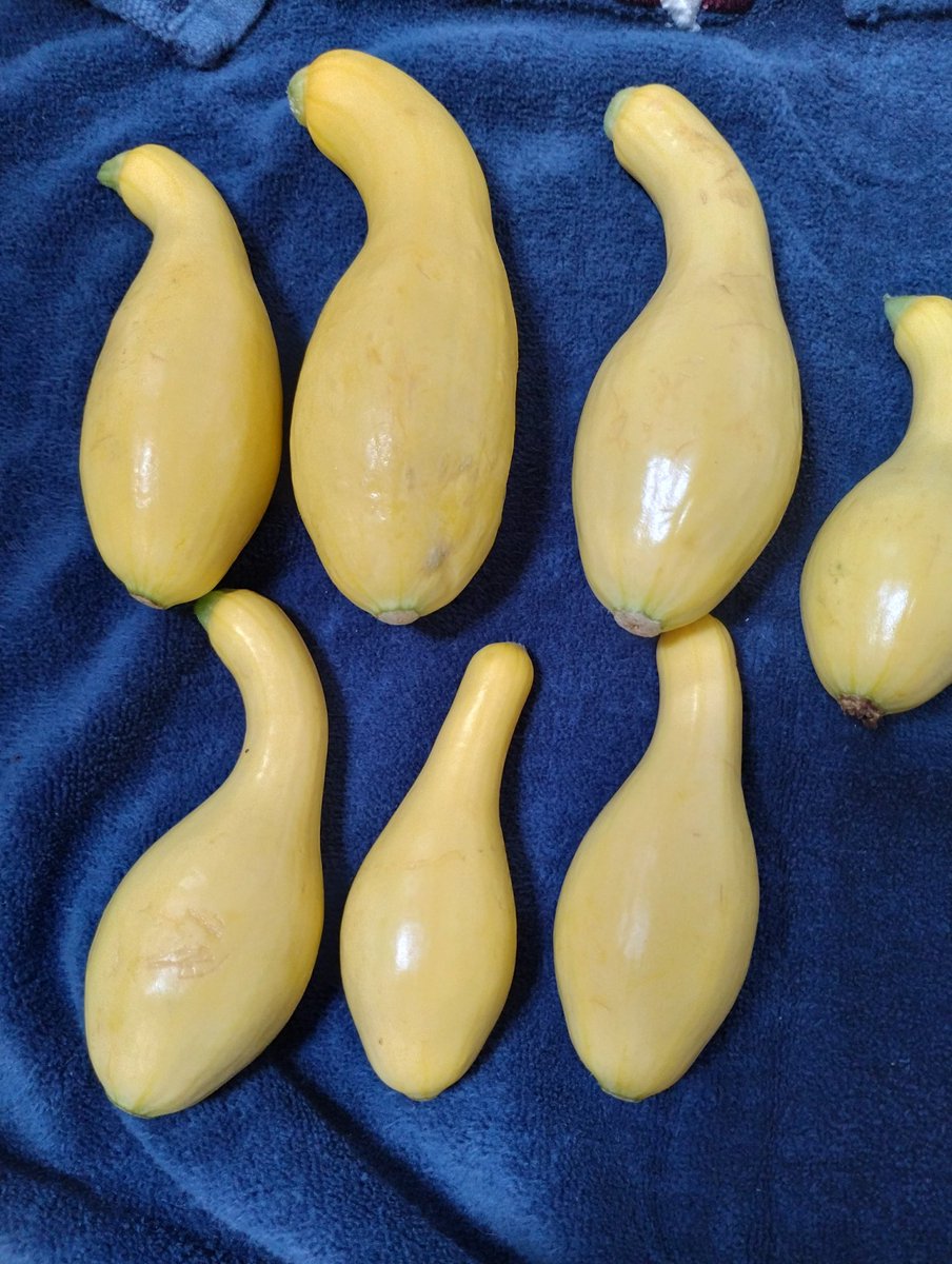 Our first picking of squash. Here's to hoping for the best of the other veggies. Fingers x'd! 🥰