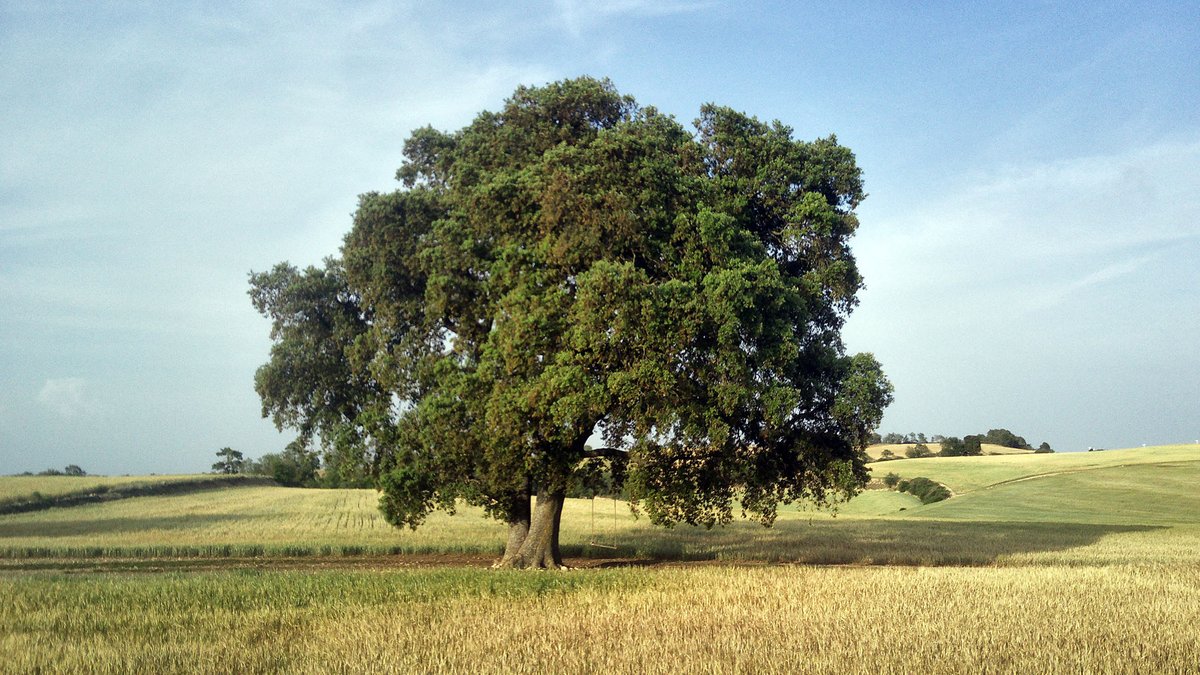 SomSegarra's tweet photo. Arbres singulars de @lasegarra , l'alzinera del Planot de cal Joanet a #Suró, #bondia
@aralleida @catexperience @descobrircat @Turisme_Segarra @catpaisatge @caminsnatura
ℹ️ https://t.co/K4hstu9QmY https://t.co/FWMtooHDYG