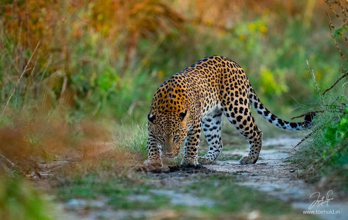 A popular #Leopard in Jhalana, #Rajasthan

#ToeholdPhotoTravel #SonyAlphaIn