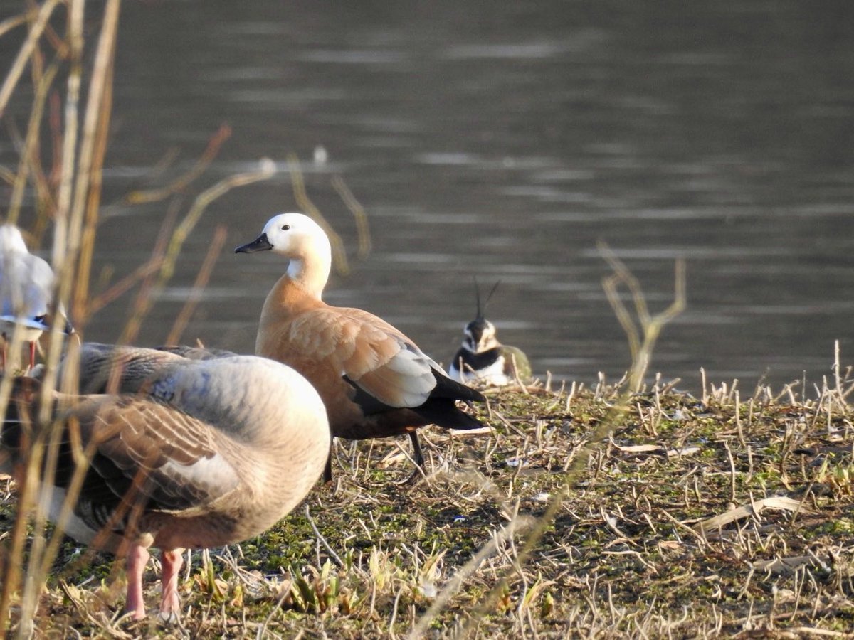 I see the Ruddy Shelduck is still at ⁦@SWTLackfordLake⁩ 

Here’s my paps from March - which ⁦@jonnybirder⁩ ⁦@birdbrainuk⁩ ⁦@rob_yaxley⁩ and ⁦@merseabirder⁩ specifically requested I re-share.
♠️

#BirdersTwitter #Wildfowl #elite 💯🦆