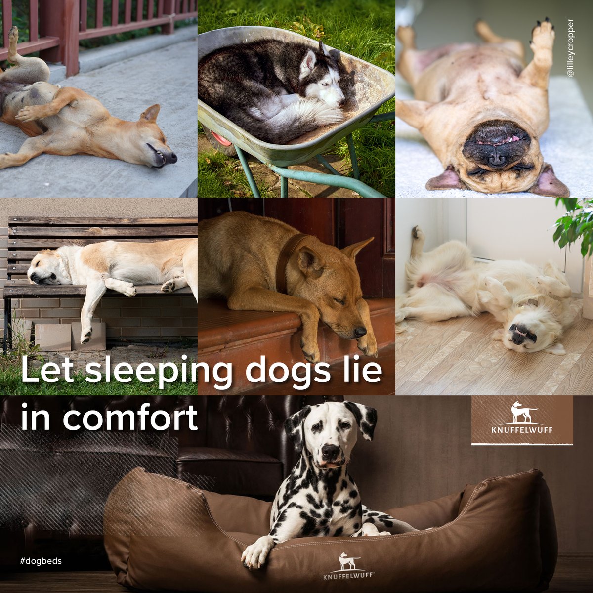 Today's @OneMinuteBriefs advertising #dogbeds