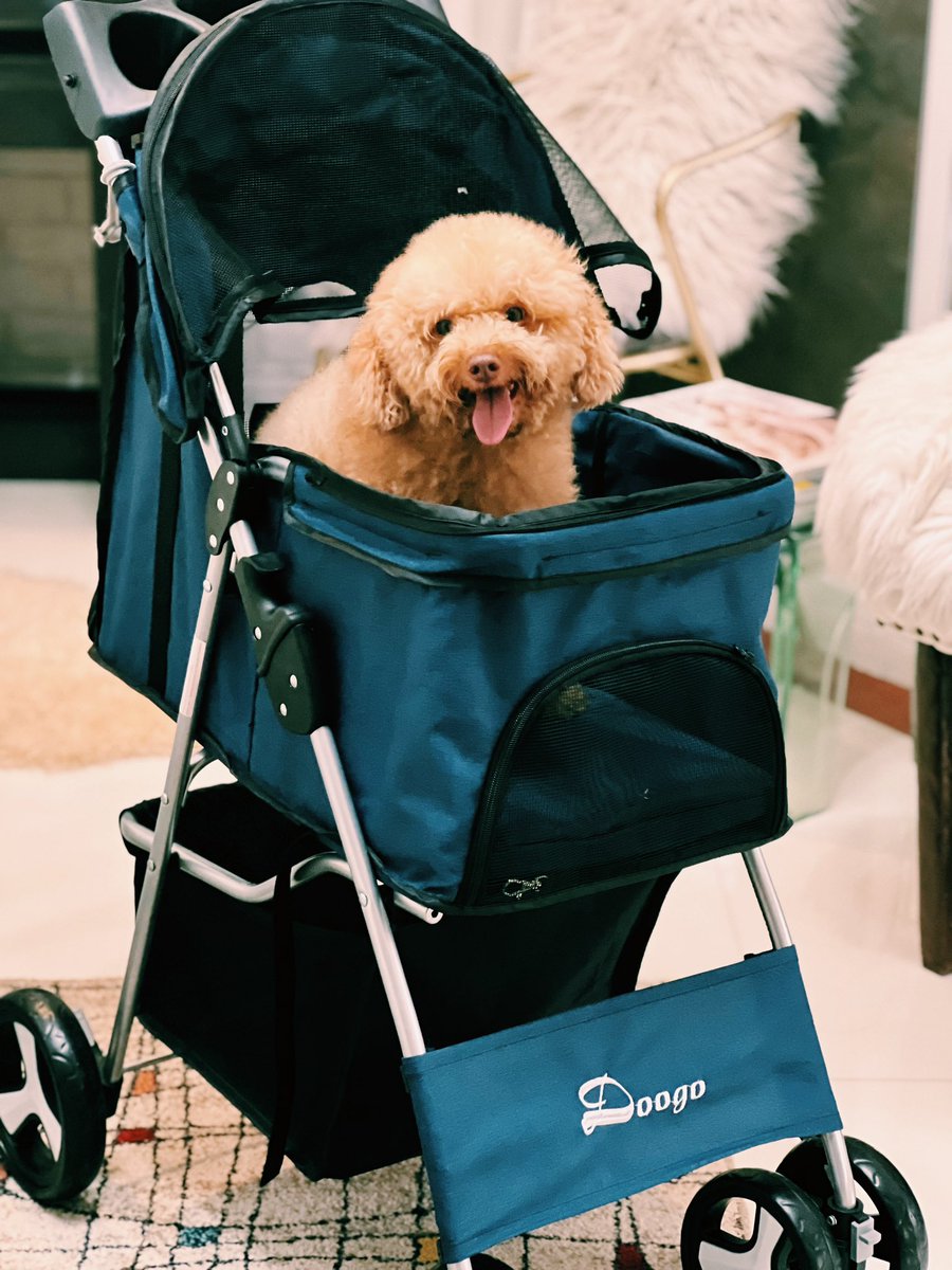 #PoochiThePoodle is ready for her stroll! Hi to my Ninang @maanacious and my cousin @rocco.theloco. 🐶 @toy.poodles @poodlesofinstagram