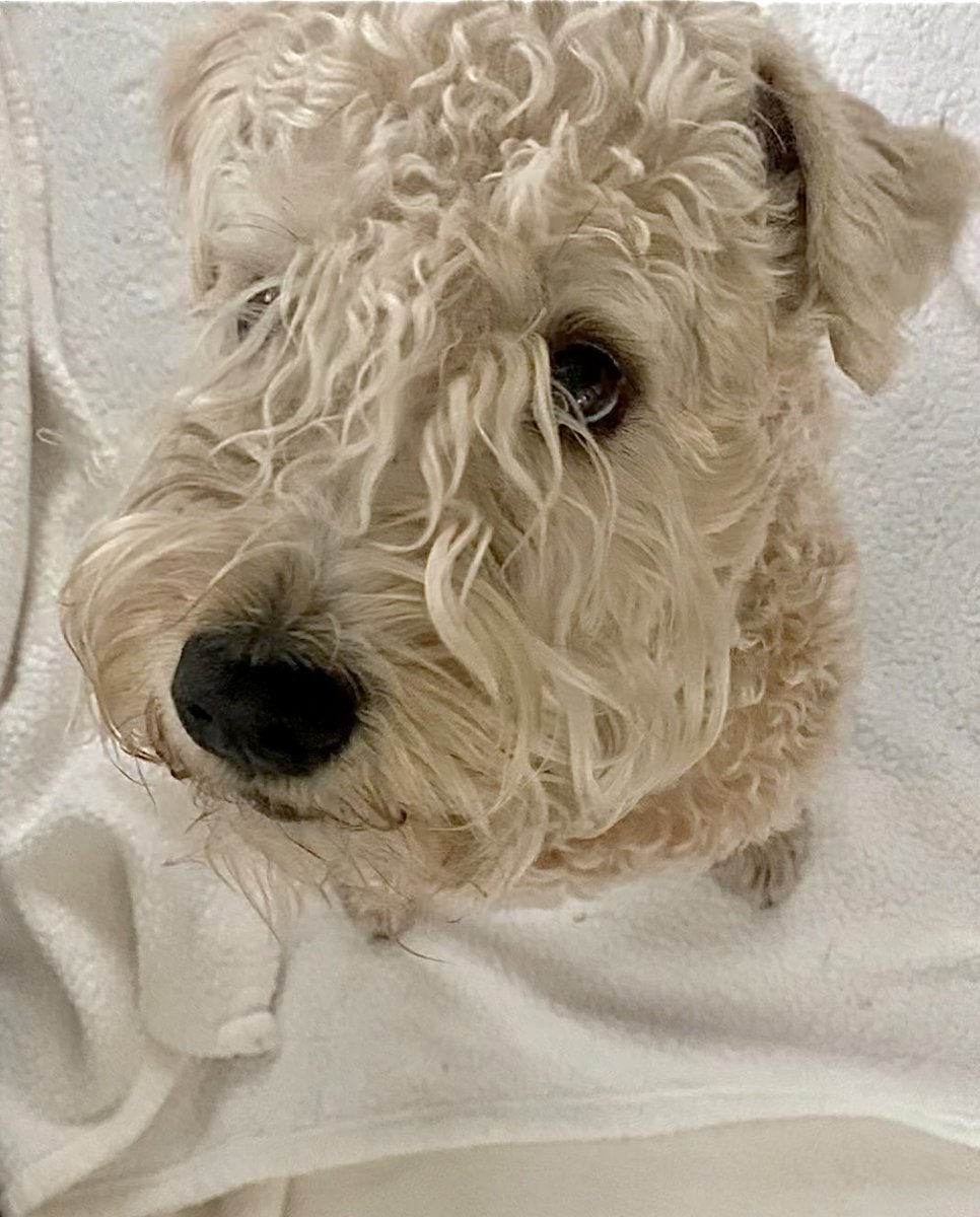 OK.  So no to the pound of bacon request.  Hmmm.  Whattabout a 1/2 pound of bacon, 1/2 pound of sausage and another 1/2 pound of bacon then?!? 
#wheatenterrier #bacon #dogsoftwitter #negotiate