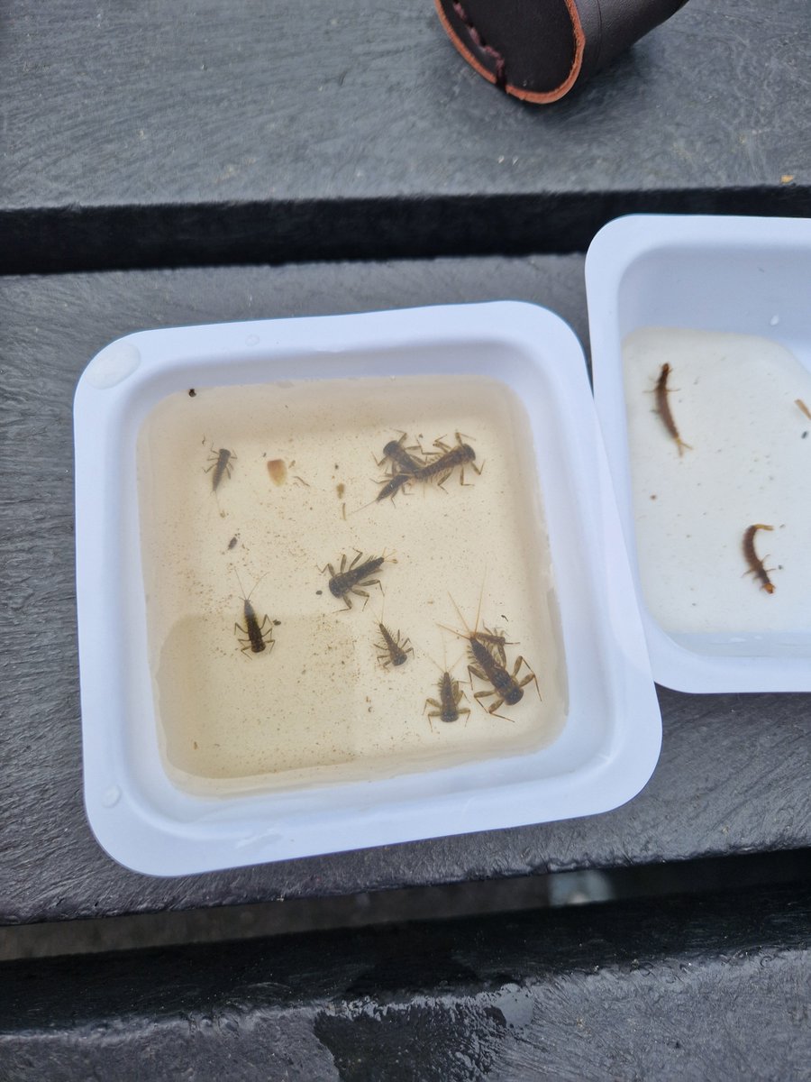 BOMaoileoin's tweet photo. We had a fantastic display of macroinvertebrate #riverfly diversity and a great enthusiastic bunch of people for our recent #NationalBiodiversityWeek2023 event - Biodiversity and Blue Dot Waters on Sliabh Beagh #CountyMonaghan.

Monaghan has only 3 #BlueDot waterbodies in total! https://t.co/SL4GHjtdz7