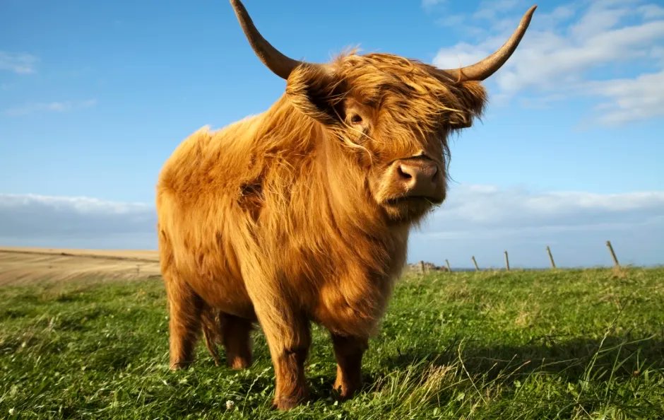 What a handsome fellow! Just what we needed this #Coosday! 🐮 

#HighlandCoos #HighlandCows #TuesdayCoosday #Cowsofinstagram