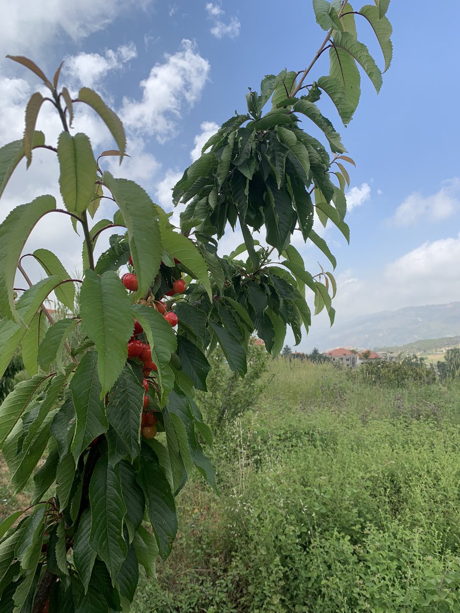 elieboukhaled's tweet image. It’s Cherry Picking time in hammana! Reserve your spot today at one of the Cherry good orchards.