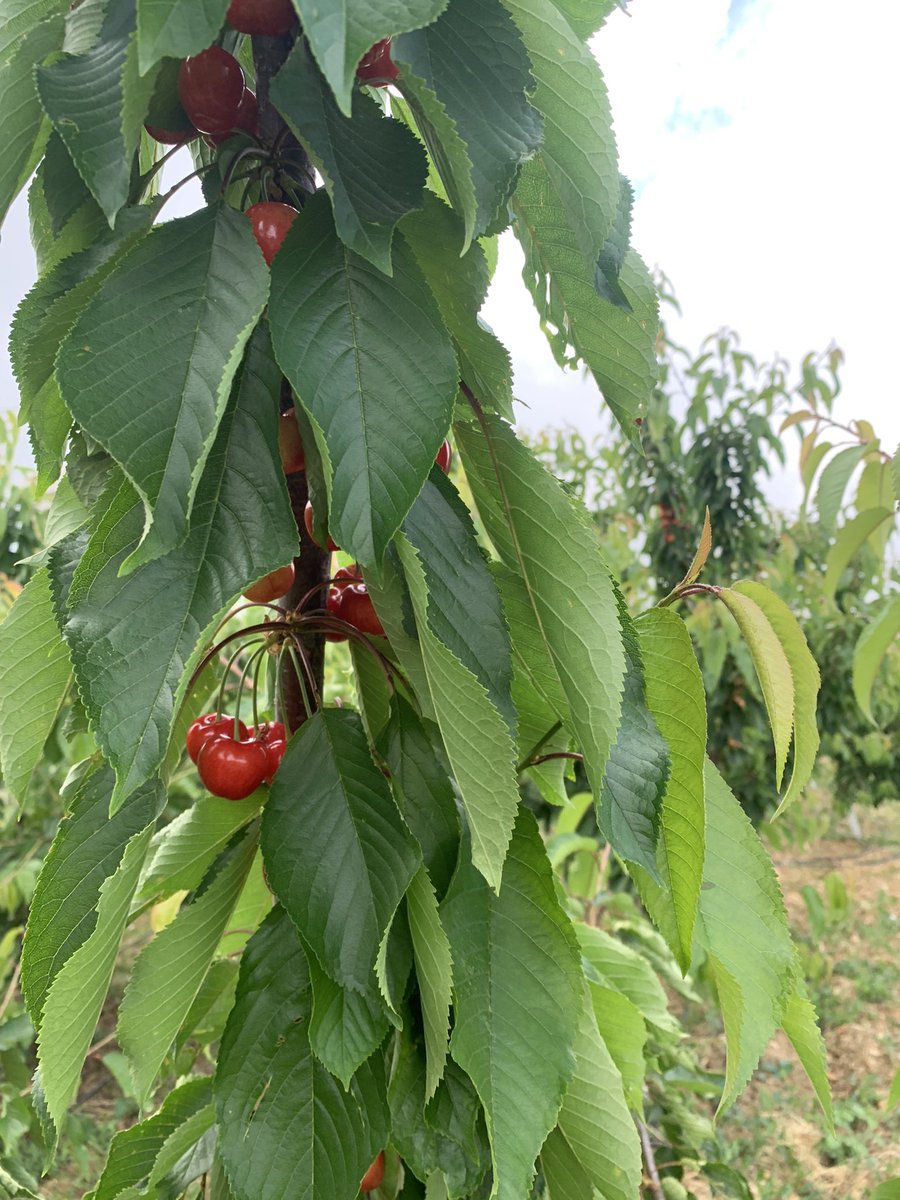 elieboukhaled's tweet image. It’s Cherry Picking time in hammana! Reserve your spot today at one of the Cherry good orchards.