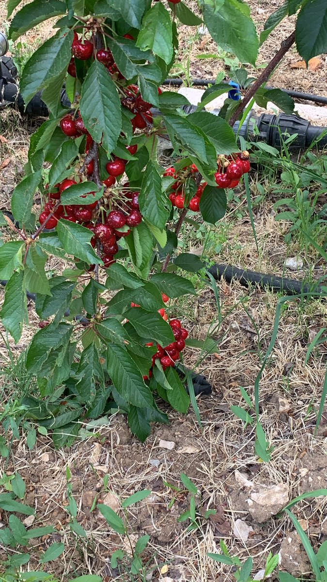 elieboukhaled's tweet image. It’s Cherry Picking time in hammana! Reserve your spot today at one of the Cherry good orchards.
