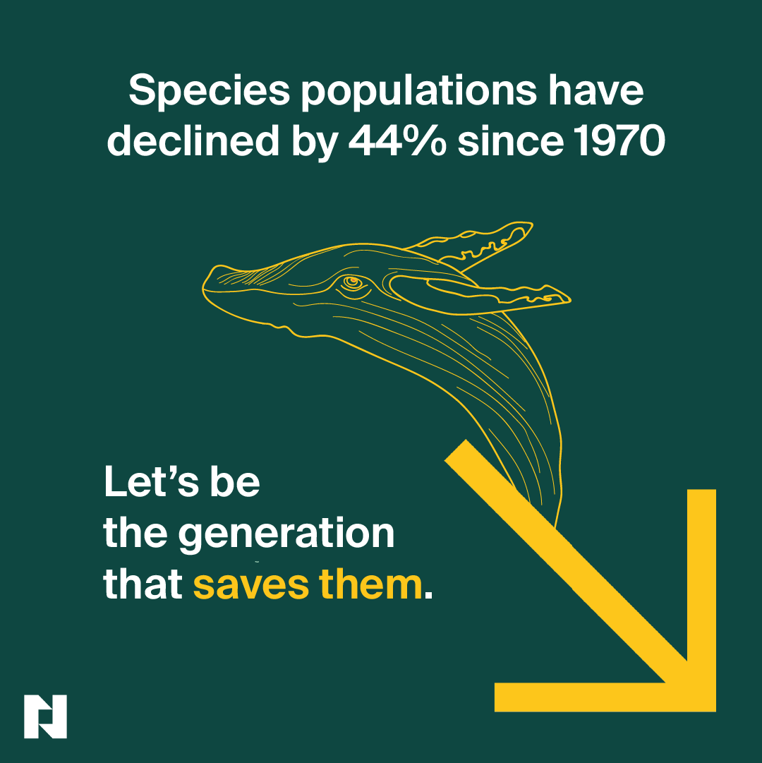 🕰  We are the generation that will save biodiversity. 

Since 1970 species have declined by 44%. It’s time to rally for resilience and revive our planet!

➡️  Find out more about the project here: loom.ly/aptlKPk