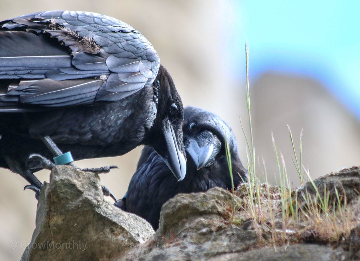 CrowMonthly's tweet photo. Raven secrets. https://t.co/6XEufNO0CI
