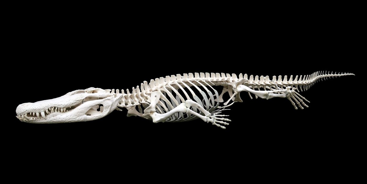 Museum_Angers's tweet photo. C’est un bel Alligator du Mississippi qui vient rejoindre les collections du muséum ce mois-ci !
#alligator #squeleton
📸 Kraniata https://t.co/nA3mFxnr2n