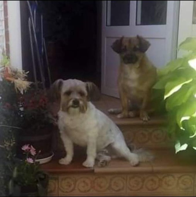 elinformerule_'s tweet photo. Si sabéis de alguien que pueda querer dos perrines pequeños, o uno x lo menos, es muy urgente encontrarles alguien que los quiera Es de una chica que está aquí en la residencia que ha ingresado por pura necesidad, diagnosticada de ELA y va en picado, y su mayor preocupación son sus dos perrines😔57 años, trabajadora del supermercado Familia hasta enero que empezó a sentir debilidad de las piernas, creyendo que eran secuelas del COVID, y resulta que le han diagnosticado un ELA fulminante Son 2, son viejines, pero bueno. A ver si entre todos pudiéramos encontrarles un sitio, si pudieran ser juntines mejor, Está sufriendo un montón por los perrines, pensando en que pasará con ellos