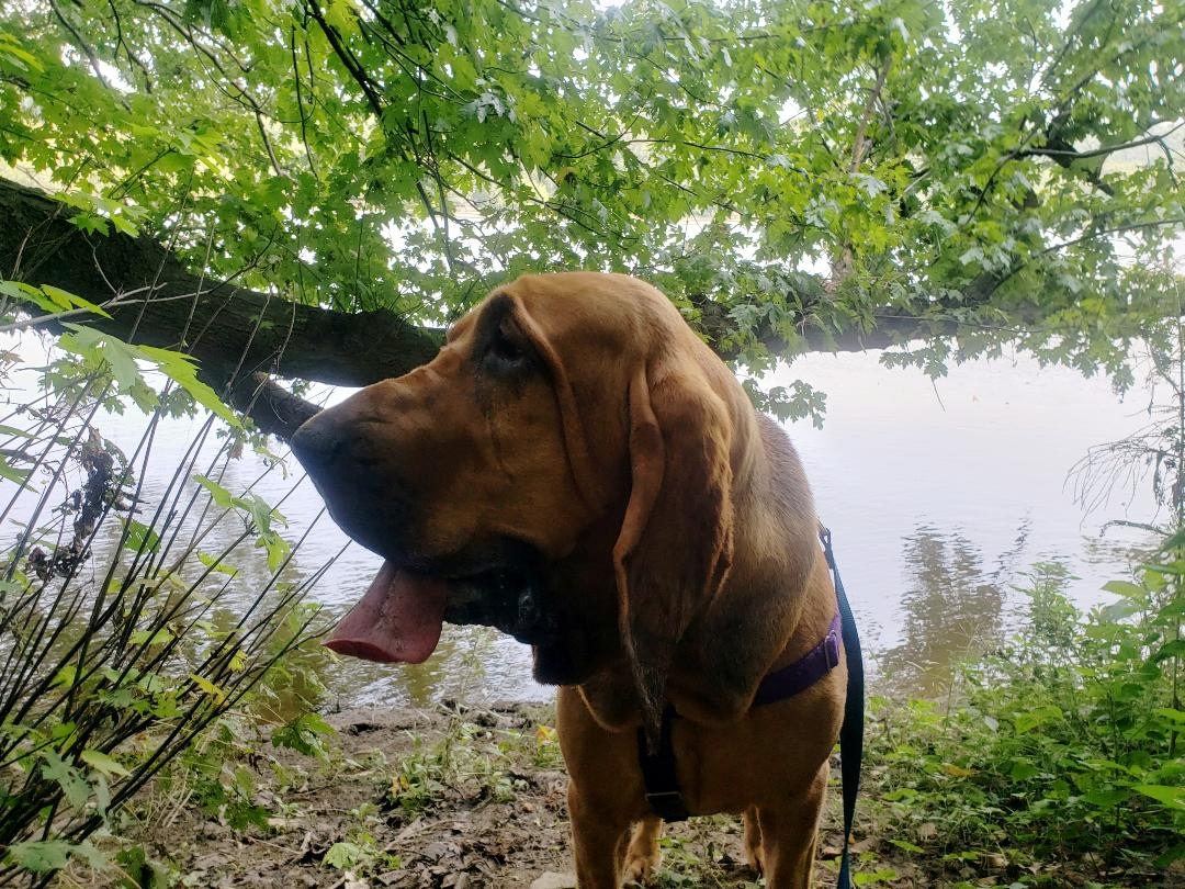 Pant_and_Wag's tweet photo. Beatrix: Hound Strong.
#hound #bloodhound #georgetowndogs #dogsofgeorgetown #dcdogs #georgetown #dogrunner #dogadventures #dogfitness #doggydaycare #doghikes #pantandwag https://t.co/sxd1XDXREz