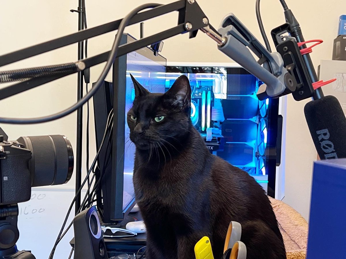 Vital to any streaming set up is the cat. #pcbuilder #pcbuild #pcgaming