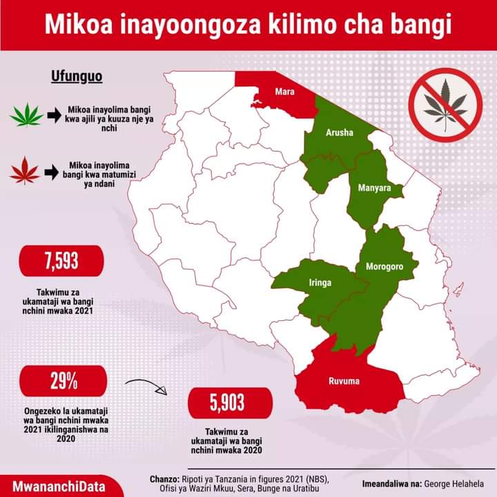 Ramani na takwimu zikionyesha mikoa inayoongoza kilimo cha bangi nchini.

Kuna mikoa inalima kwa ajili ya kuuza nje ya Nchi 🤔

#mwananchidata 
#tunaliwezeshataifa