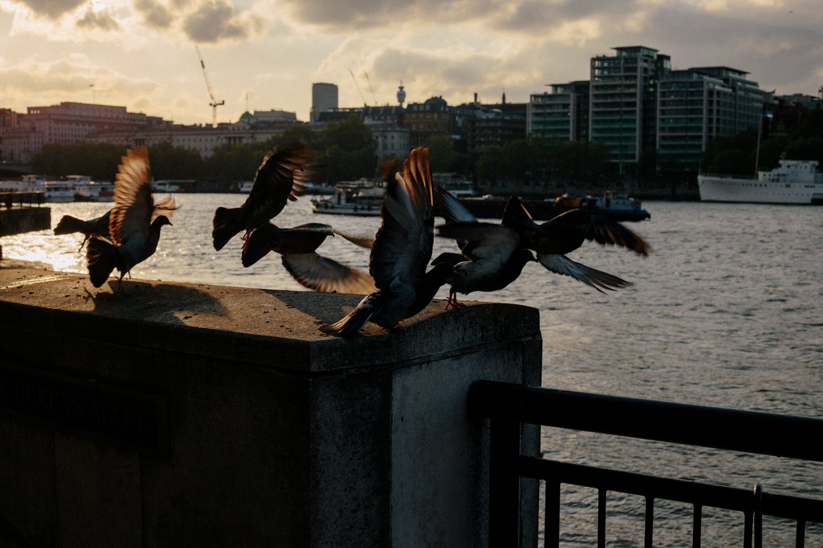 Shane Taylor tweet media