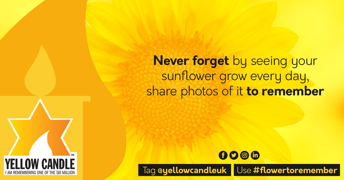 There were two sunflower seeds delivered with each Yellow Candle; we encourage you to plant the seeds in the tin Please share pictures of your sunflowers growing with us, to never forget #sunflowertoremember