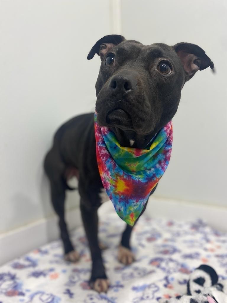 U.S. Marshals on Twitter "Puncher’s Chance Rescue & Sanctuary of the