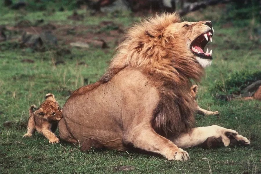 Yetişkin aslanlar, onları neşelendirmek için yavrularının ısırıklarıyla acı çekiyormuş gibi yapıyor🦁