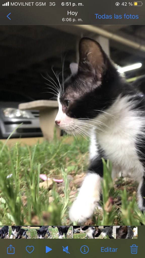 Mokagil93's tweet photo. Hola linda comunidad 💕 necesito la magia de twitter 😂✨ encontré a un lindo gatito! Se llama silvestre, tiene 2 meses y esta desparasitado! Esta buscando un 🏠 y una familia linda el  es de lecheria anzoategui
Plis ayúdenme con un retweet 🫶🏻 https://t.co/nBtD5dtjiV