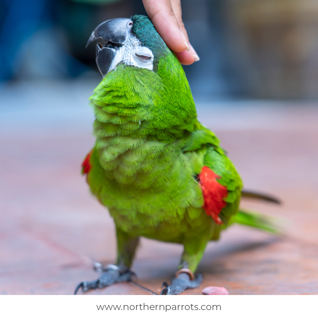 Not every bird likes kisses and cuddles, so is your Parrot tactile? Share with us below. #parrots #parrot