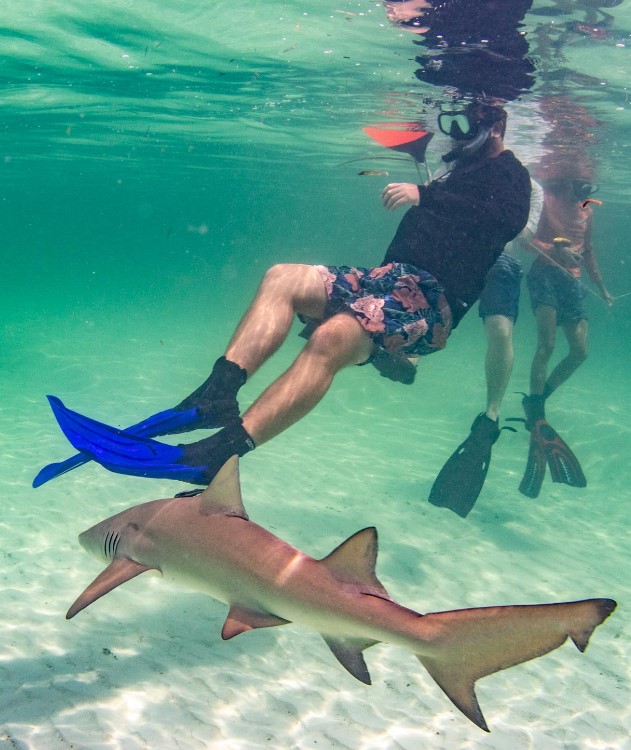 Get up close &amp; personal with a shark! Students from <a href="/eckerdcollege/">Eckerd College</a> fly to the Bahamas @BiminiSharkLab for #Elasmobranch studies of seven species of shark and rays in their natural habitat. Adroitly led by Assoc Prof of #MarineScience &amp; Biology, Bill "Ski" Szelistowski.