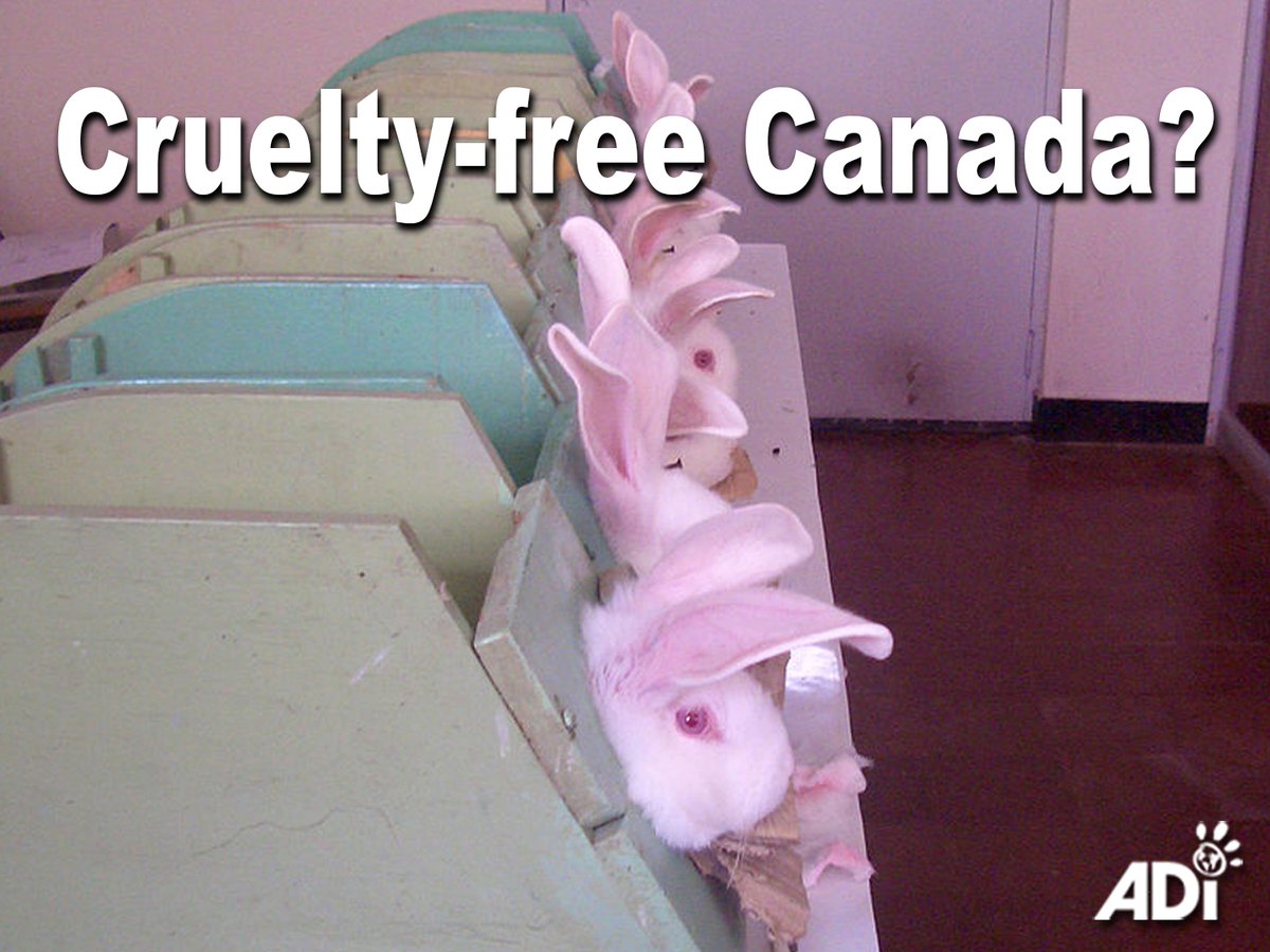 GOOD NEWS: Canada has proposed amendments to the Food and Drugs Act, in the 2023 federal budget bill, to #bancosmetictesting on animals. The changes will take effect six months after the bill receives royal assent. #StopAnimalTesting