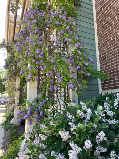 ByronLibrary's tweet photo. The wisteria outside the #ByronLibrary smells heavenly! https://t.co/v1u7n02OTv