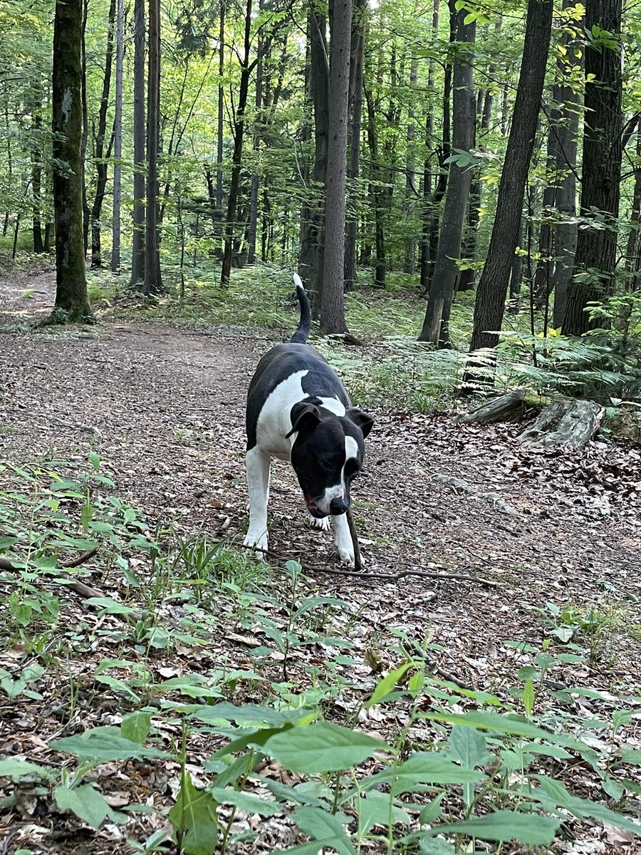 Gozdarka 😉 #boathebeauty. #amstaff. #mojalubica.