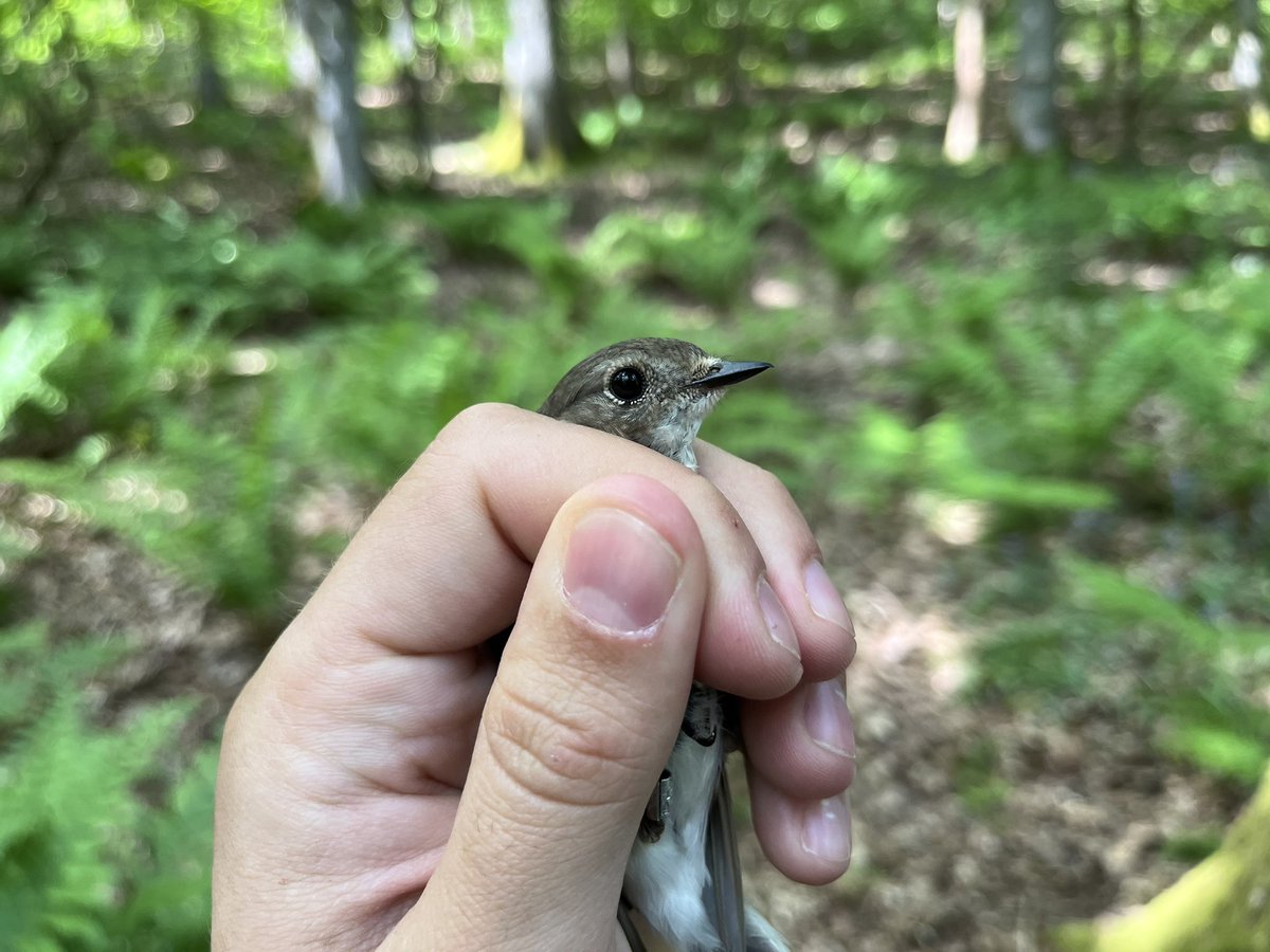 Bank holiday spent bat surveying with plenty of ringing, including my first experience of ringing pulli. 

All ringed under license.

#ecology #ornithology #birding