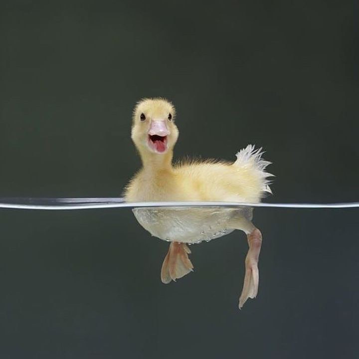 turtlesmeme's tweet photo. Duck with mission 🍞🦆💨💨 Gogogo 🤫🤫🤫🤫
#ducksofig #birds #babyduck #duck #anatra #cutenessoverload #veganlife #ducks #ducklings #callduck #ducklife #babyanimal #quack #mypet #cuteness #petduck #pato #duckstagram #cartoon #cartoonart #funnymemes #artofinstagram #usa #usagram https://t.co/pC899YZmCD