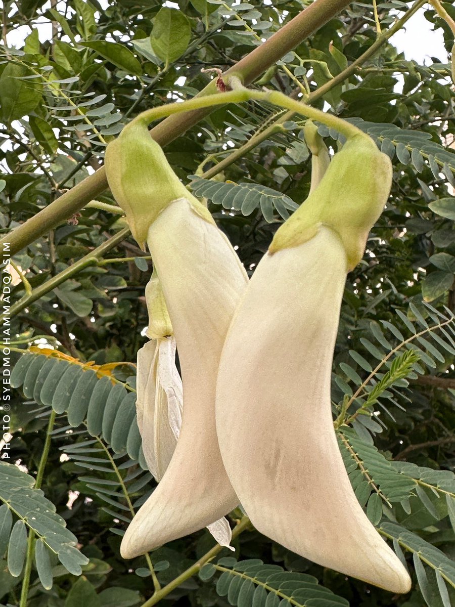 TreesDelhi's tweet image. Rich in medicinal value #Agastya #SesbaniaGrandiora flower is used to make tasty #Pakode .The juice of its leaves is applied to cure headache&amp;amp;medicine 4m it helps reduce anxiety.Also known as  #vegetablehummingbird ,Agastya is a #sacred #flower &amp;amp; offered to Lord Shiva 
#Stories