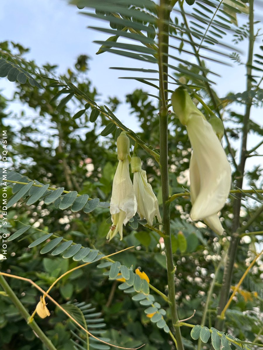 TreesDelhi's tweet image. Rich in medicinal value #Agastya #SesbaniaGrandiora flower is used to make tasty #Pakode .The juice of its leaves is applied to cure headache&amp;amp;medicine 4m it helps reduce anxiety.Also known as  #vegetablehummingbird ,Agastya is a #sacred #flower &amp;amp; offered to Lord Shiva 
#Stories
