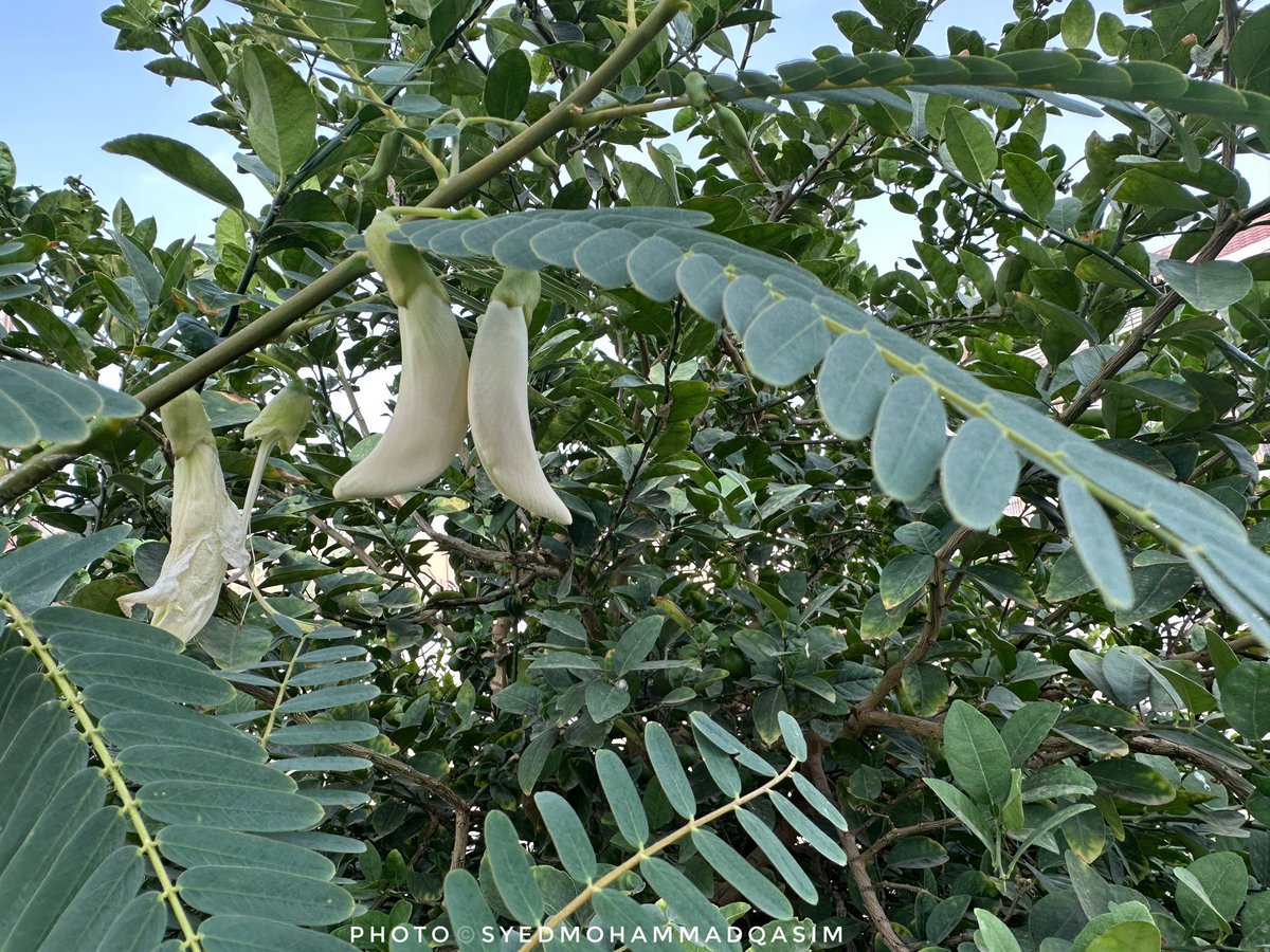 TreesDelhi's tweet image. Rich in medicinal value #Agastya #SesbaniaGrandiora flower is used to make tasty #Pakode .The juice of its leaves is applied to cure headache&amp;amp;medicine 4m it helps reduce anxiety.Also known as  #vegetablehummingbird ,Agastya is a #sacred #flower &amp;amp; offered to Lord Shiva 
#Stories