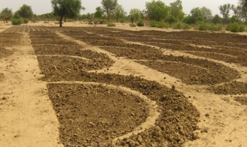 🌱☘️La Cedeao intensifie les actions de promotion d’une agriculture intelligente face au climat et l’utilisation d’engrais organiques tout en mettant l’accent et en soutenant le développement des chaînes de valeur locales et régionales.