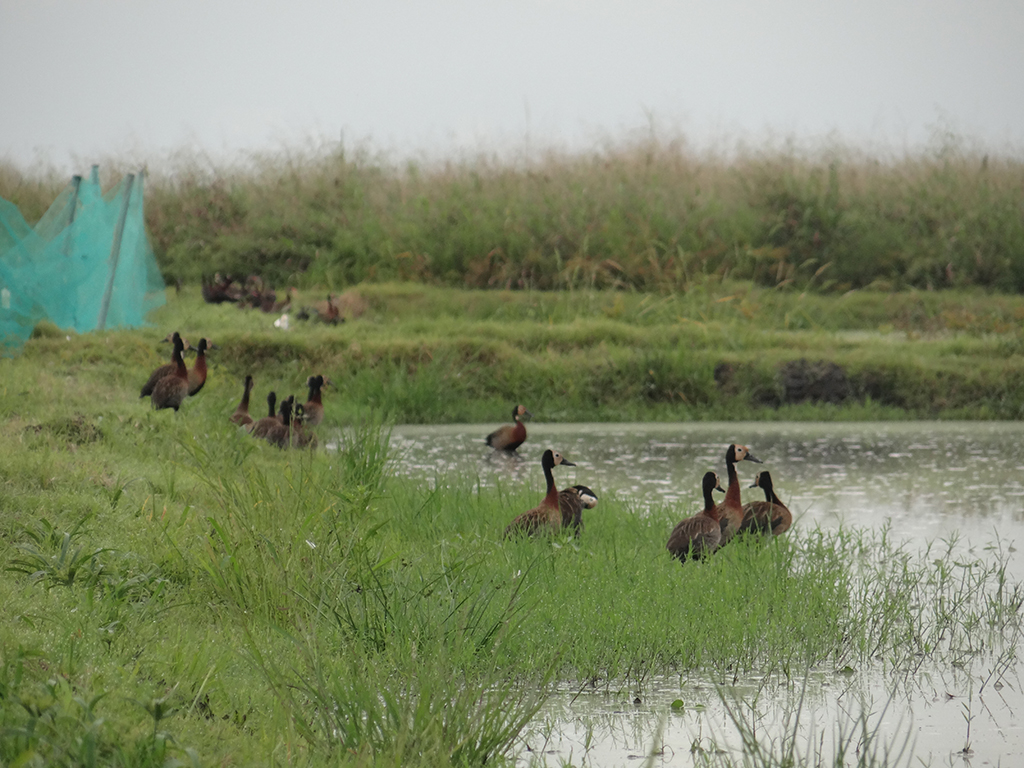 Asociación Calidris tweet media