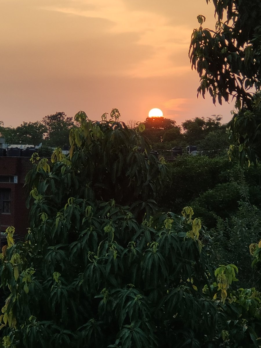 Love this Sunset😊 Graceful Sun sitting on a tree,admiring the beauty of Earth ❤️💕❤️