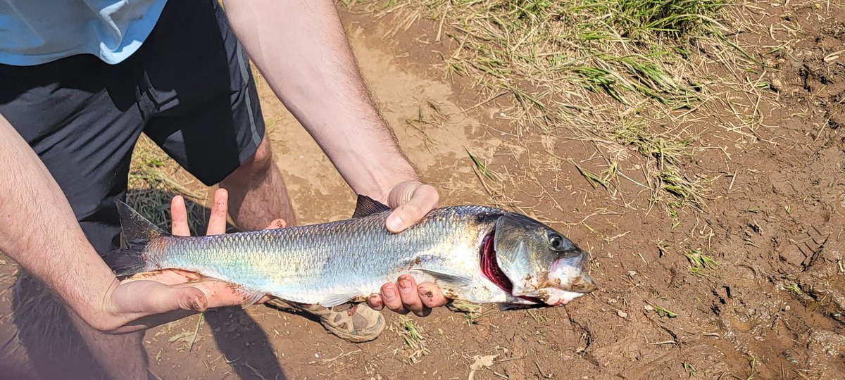 hookhikecamp's tweet photo. Beautiful day on Sunday catching shad on Annapolis river. They were very active all morning. #fishing #shad #Annapolis #river #novascotia #canada https://t.co/eWwW2ncwbL