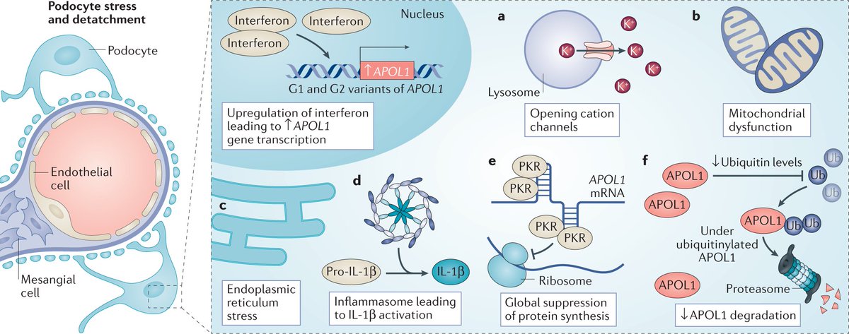 NatRevNeph's tweet image. Potential mechanisms of APOL1-associated kidney disease.

go.nature.com/3tEXEdB