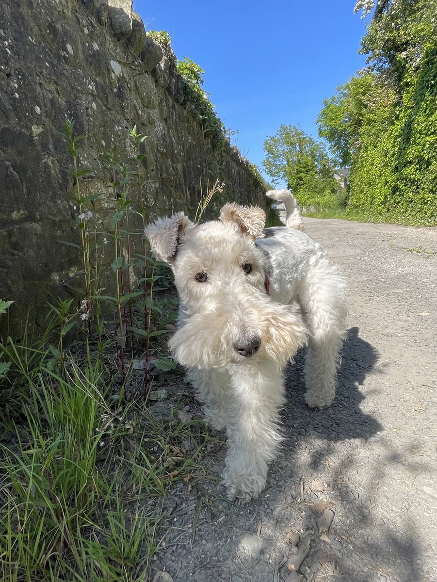 The only cloud out today is the one on the end of my #cloudnose   #wirefoxterrier