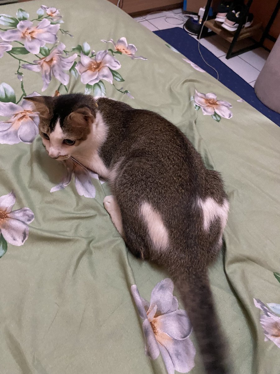 Hai, namaku Ucrit. Aku asalnya dari Blok A, ibuku dan saudaraku sudah meninggal semua. Salam kenal ya!! Akun ini dibuatkan sama babuku: <a href="/anggitamp/">Aya</a> hanya untuk update soal diriku saja. Thanks for reading!