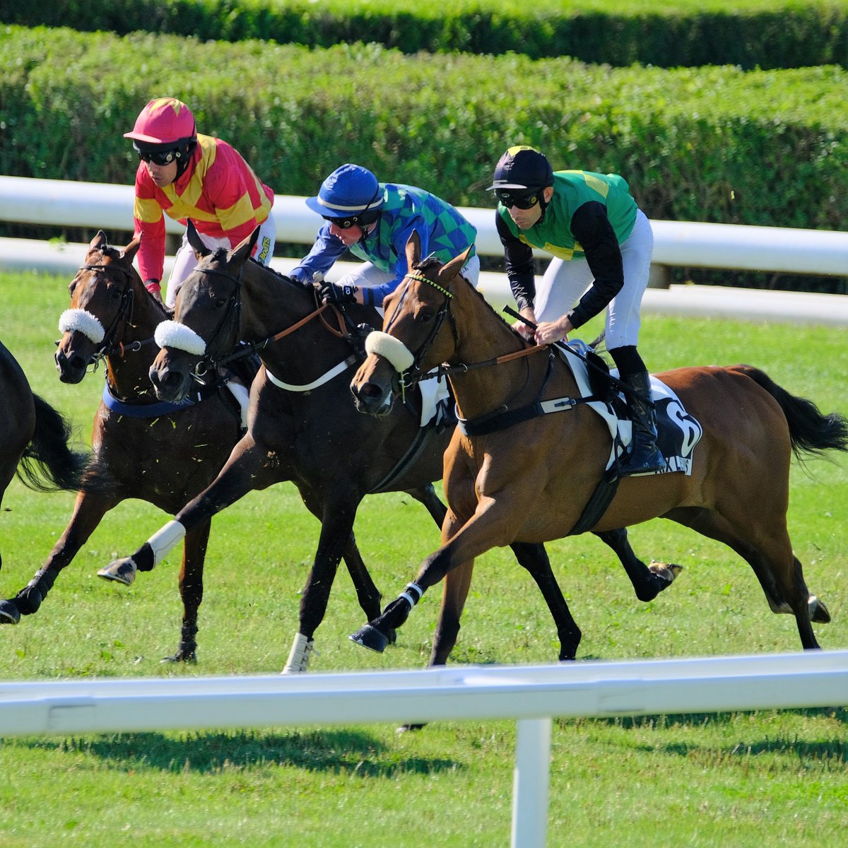 Nous sommes à 1️⃣ mois de la première journée de courses 👀

On se retrouve donc le 30 juin pour le lancement du meeting de galop 🔥

#RaceAndCare #aixlesbains #chevaux #courseshippiques