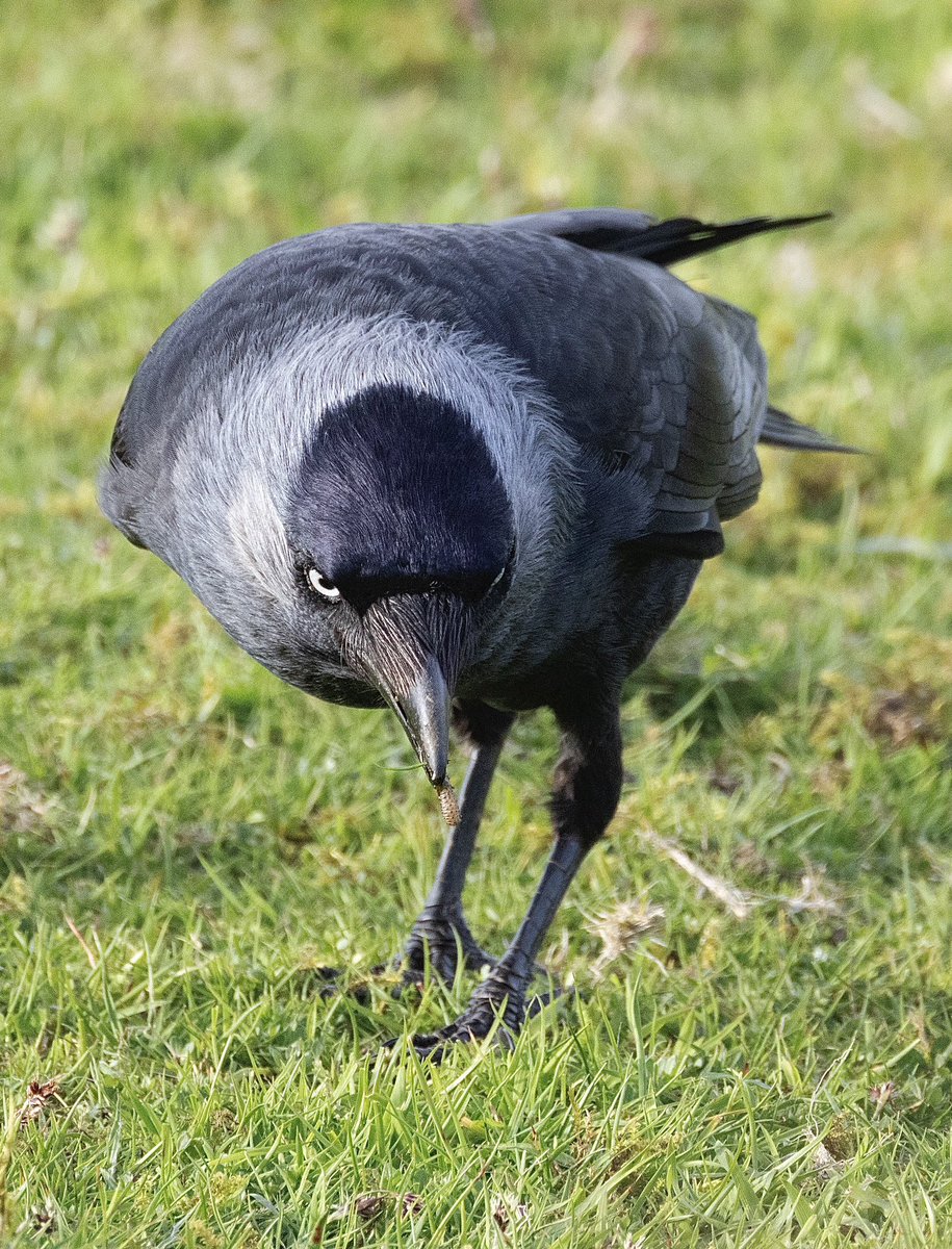 Jackdaw with a very small meal! Bodmin moor.
@CBWPS1 #birdphotography #birds #BirdsOfTwitter #BirdsSeenIn2023 #NaturePhotography #nature #TwitterNatureCommunity #wildlifephotography