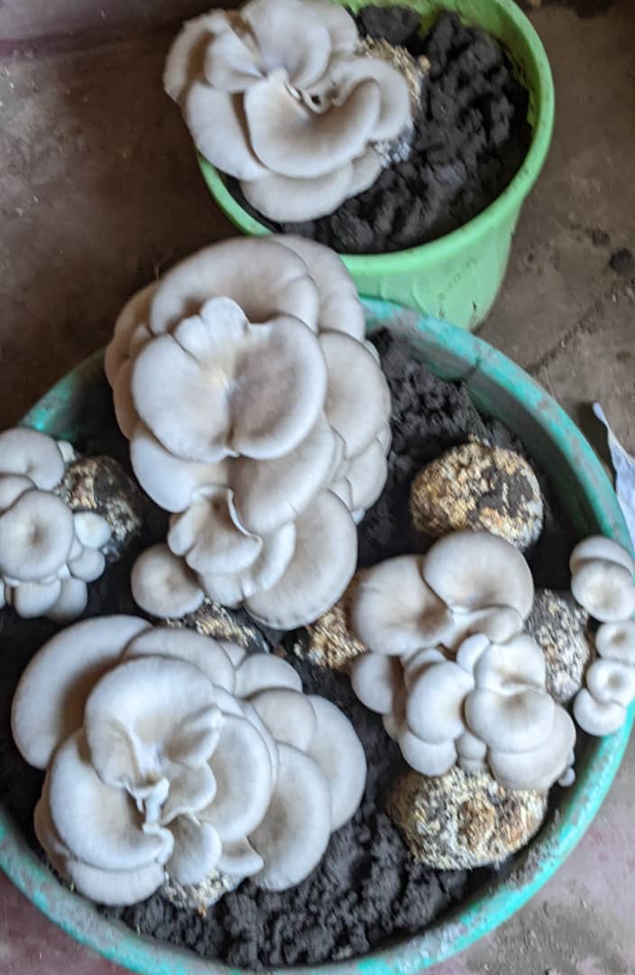 Ibihe by'izuba usanga ku isoko umusaruro w'ibihumyo ubona umugabo ugasiba undi... Tubafitiye imigina myiza watera ugahorana I ihumyo iwawe nibyo wajyemura