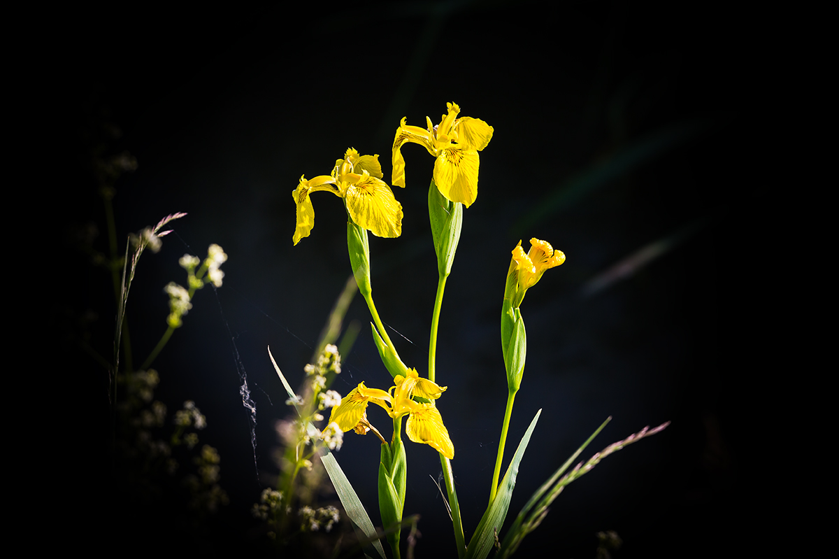 Iris des marais

paul-maurice.pixels.com/featured/iris-…

#fleur #fleurs #flowers #flower #naturephotography #naturelovers #wilderness #dombes #printemps #fleurssauvages #flore #springflowers #iris #BaladeSympa #ePHOTOzine #MagnifiqueFrance #TwitterNatureCommunity