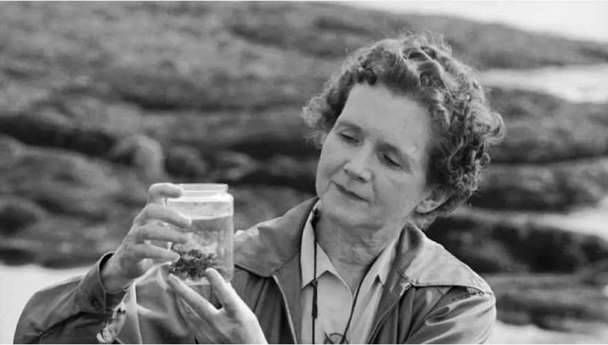 A lot of you are referring to the lack of insects in the UK this spring, and referring to a 'silent spring'. 

Let us turn back to Rachel Carson's 'Silent Spring', the 61 year old book that coined the phrase &amp; brought public attention to the ecological impact of pesticides.