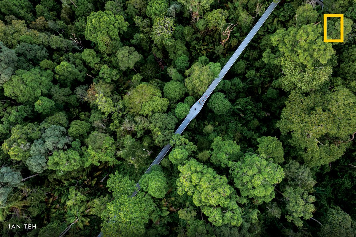 The Langur Way Canopy Walk traverses a rainforest on Malaysia's Pinang Island.