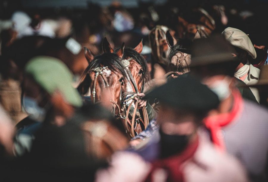 ClubeHip's tweet photo. Mais uma edição da Morfologia Passaporte acontecerá em Lavras do Sul (RS), entre os dias primeiro e três de junho, no Parque de Exposições do Sindicato Rural. A organização é do Núcleo de Criadores de Cavalos Crioulos do município (NCCC). #ABCCC
https://t.co/C3Lnny8qqA https://t.co/NDyEh4V3w6