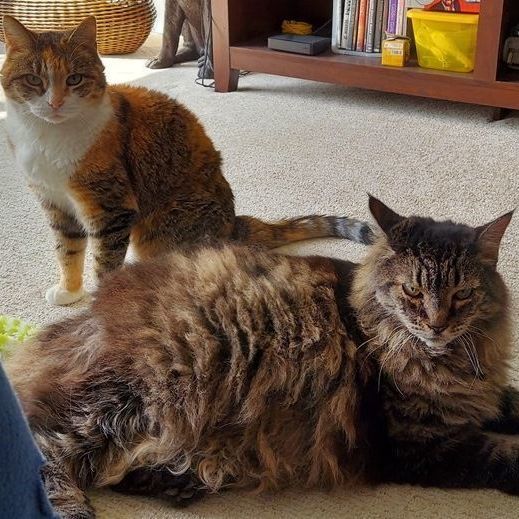 Seeking feline companionship? Coco &amp; Marmalade are your girls. This bonded pair is dreaming of spending their later years in a quiet forever home. Learn more on Petfinder! petfinder.com/cat/coco-and-m…